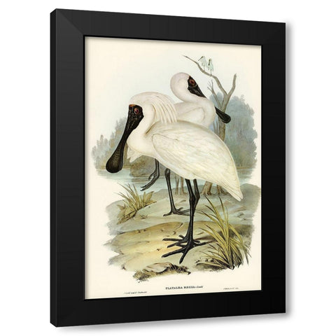 Royal spoonbill-platalea regia Black Modern Wood Framed Art Print by Gould, John