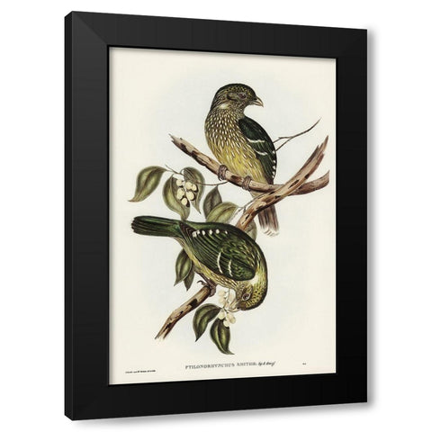 Cat Bird-Ptilonorhynchus Smithii Black Modern Wood Framed Art Print by Gould, John