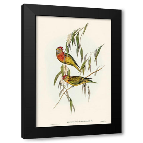 Varied Lorikeet-Trichoglossus versicolor Black Modern Wood Framed Art Print by Gould, John