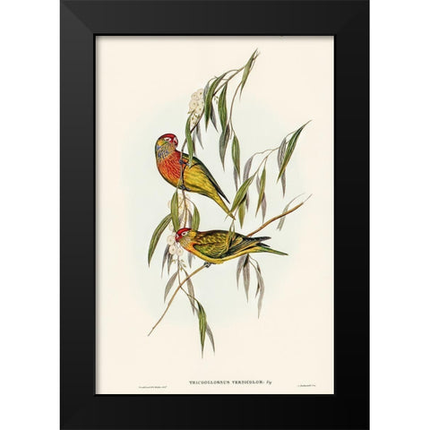 Varied Lorikeet-Trichoglossus versicolor Black Modern Wood Framed Art Print by Gould, John