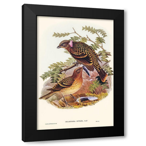 Guttated Bower-bird-Chlamydera guttata Black Modern Wood Framed Art Print with Double Matting by Gould, John