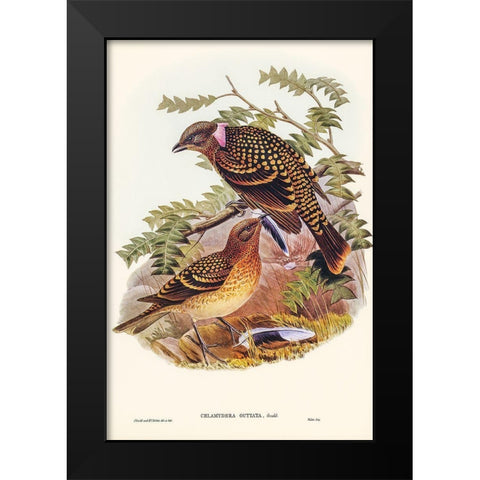Guttated Bower-bird-Chlamydera guttata Black Modern Wood Framed Art Print by Gould, John