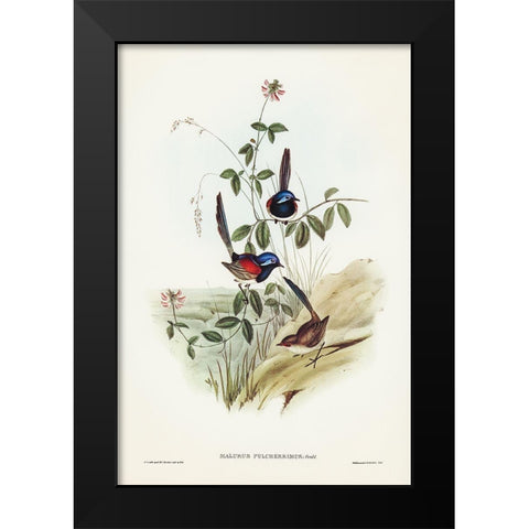 Beautiful Wren-Malurus pulcherrimus Black Modern Wood Framed Art Print by Gould, John