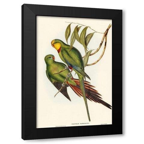 Black-tailed Parakeet-Polytelis melanura Black Modern Wood Framed Art Print with Double Matting by Gould, John