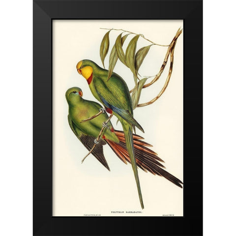 Black-tailed Parakeet-Polytelis melanura Black Modern Wood Framed Art Print by Gould, John