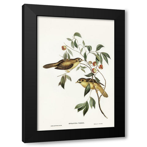 Australian Bell Bird-Myzantha melanophrys Black Modern Wood Framed Art Print with Double Matting by Gould, John