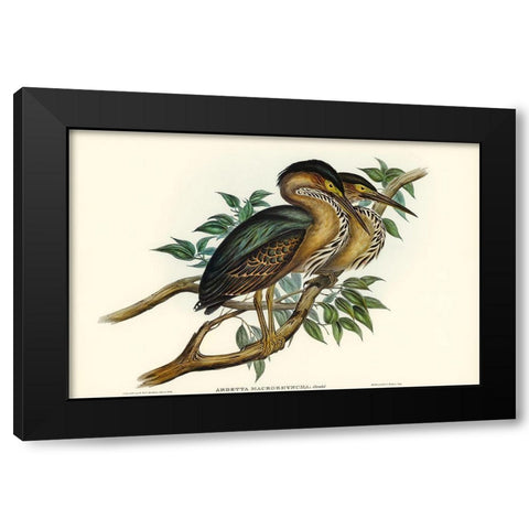 Thick-billed Green Bittern-Ardetta macrorhyncha Black Modern Wood Framed Art Print with Double Matting by Gould, John