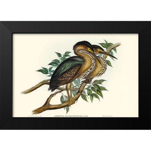 Thick-billed Green Bittern-Ardetta macrorhyncha Black Modern Wood Framed Art Print by Gould, John
