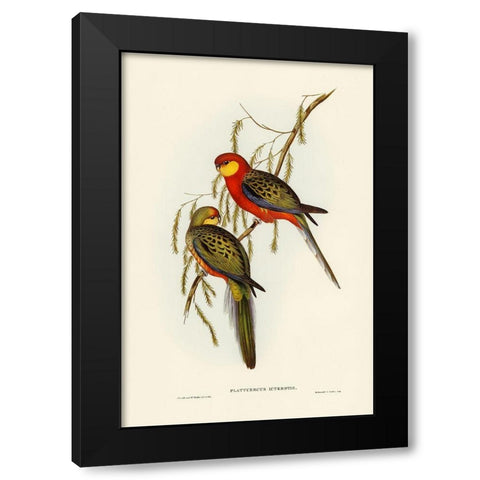 The Earl of Derbys Parrakeet-Platycercus icterotis Black Modern Wood Framed Art Print by Gould, John