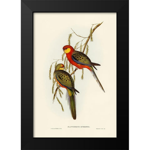 The Earl of Derbys Parrakeet-Platycercus icterotis Black Modern Wood Framed Art Print by Gould, John