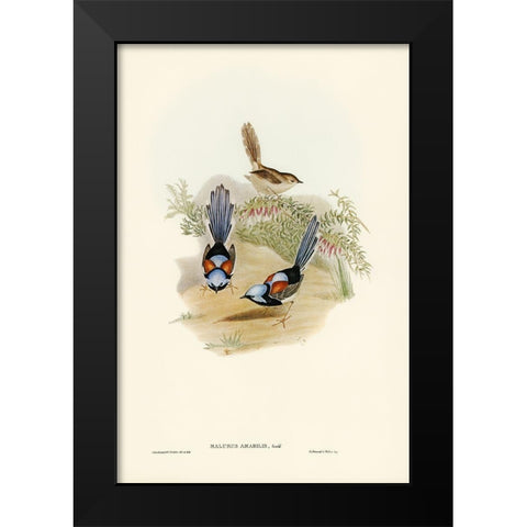 Lovely Wren-Malurus amabilis Black Modern Wood Framed Art Print by Gould, John