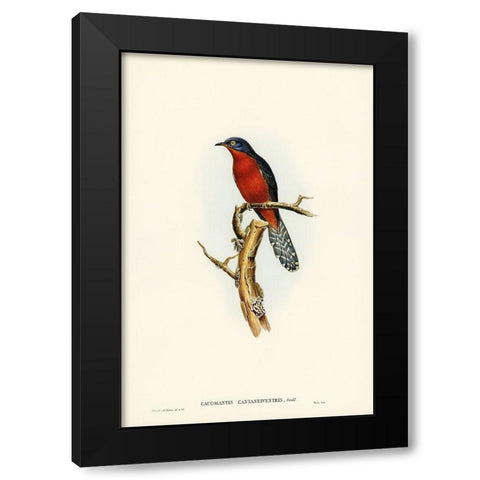 Chestnut-breasted Cuckoo-Cacomantis castaneiventris Black Modern Wood Framed Art Print with Double Matting by Gould, John