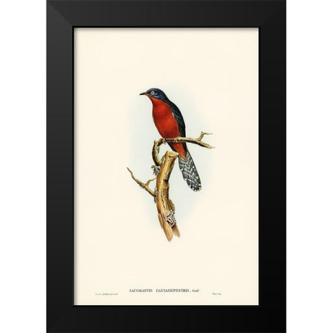 Chestnut-breasted Cuckoo-Cacomantis castaneiventris Black Modern Wood Framed Art Print by Gould, John