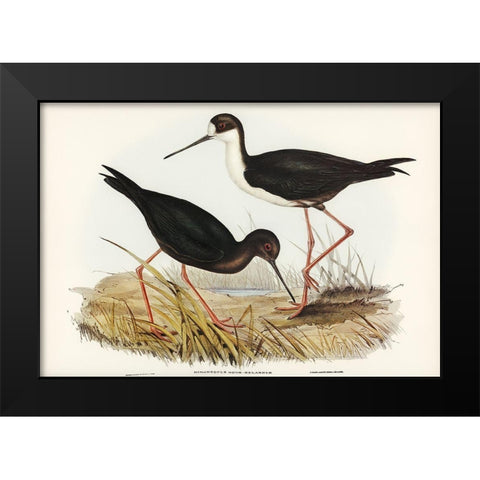 New Zealand Stilt-Himantopus Novae-Zelandiae Black Modern Wood Framed Art Print by Gould, John