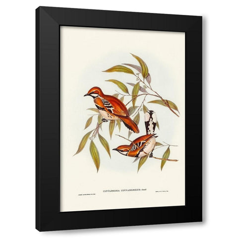 Cinnamon-coloured Cinclosoma-Cinclosoma cinnamomeus Black Modern Wood Framed Art Print by Gould, John