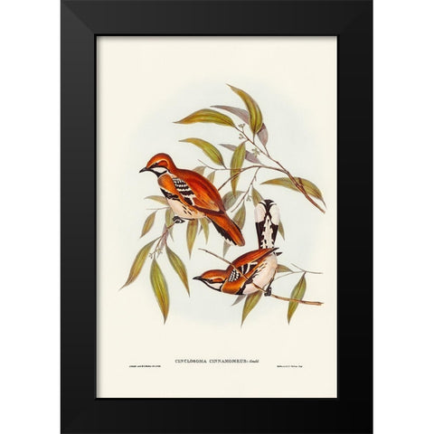 Cinnamon-coloured Cinclosoma-Cinclosoma cinnamomeus Black Modern Wood Framed Art Print by Gould, John