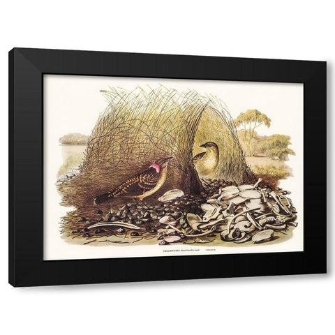 Spotted Bower Bird-Chlamydera maculata Black Modern Wood Framed Art Print with Double Matting by Gould, John
