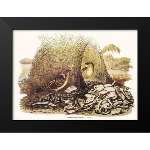 Spotted Bower Bird-Chlamydera maculata Black Modern Wood Framed Art Print by Gould, John