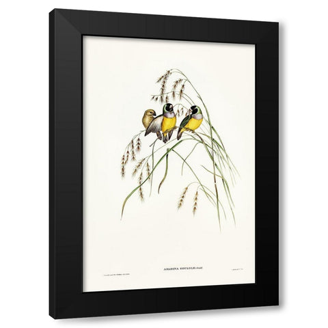 Gouldian Finch-Amadina Gouldiae Black Modern Wood Framed Art Print by Gould, John