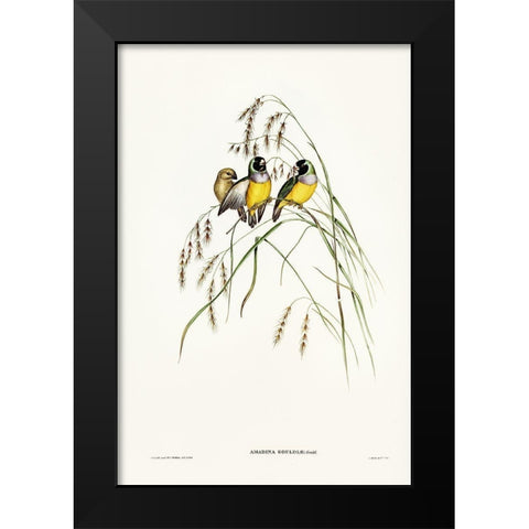 Gouldian Finch-Amadina Gouldiae Black Modern Wood Framed Art Print by Gould, John