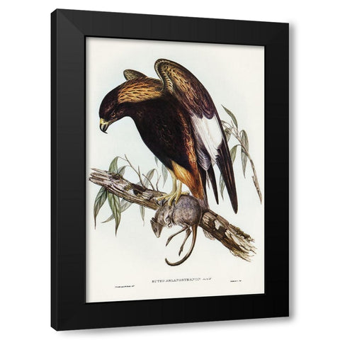 Black-Breasted Buzzard-Buteo melanosternon Black Modern Wood Framed Art Print by Gould, John