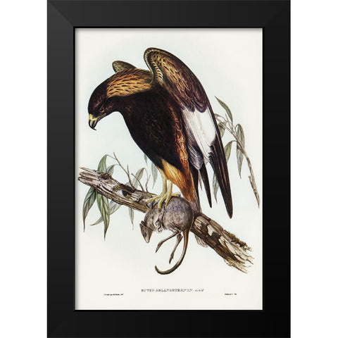 Black-Breasted Buzzard-Buteo melanosternon Black Modern Wood Framed Art Print by Gould, John