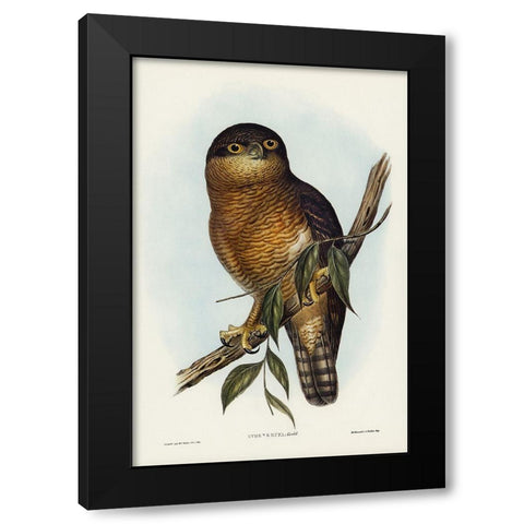 Rufous Owl-Athene rufa Black Modern Wood Framed Art Print with Double Matting by Gould, John