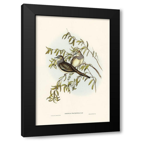 Peaceful Ground Dove-Geopelia tranquilla Black Modern Wood Framed Art Print by Gould, John