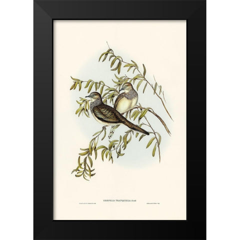 Peaceful Ground Dove-Geopelia tranquilla Black Modern Wood Framed Art Print by Gould, John