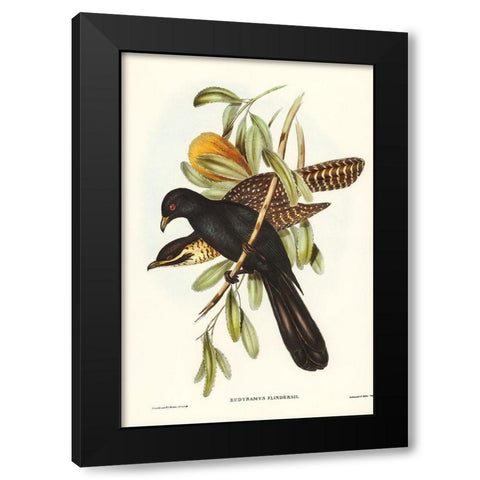 Flinders Cuckoo-Eudynamys Flindersii Black Modern Wood Framed Art Print by Gould, John