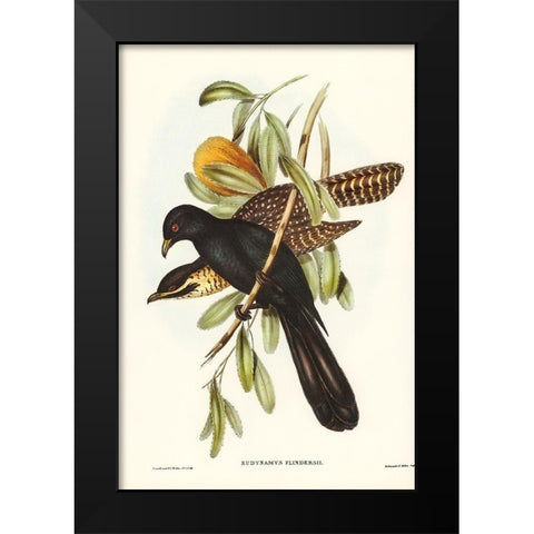 Flinders Cuckoo-Eudynamys Flindersii Black Modern Wood Framed Art Print by Gould, John