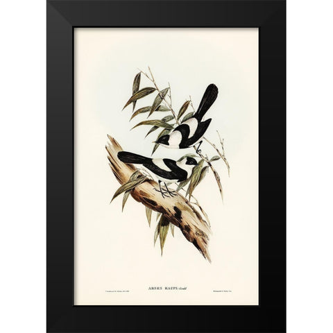 Kaups Flycatcher-Arses Kaupi Black Modern Wood Framed Art Print by Gould, John