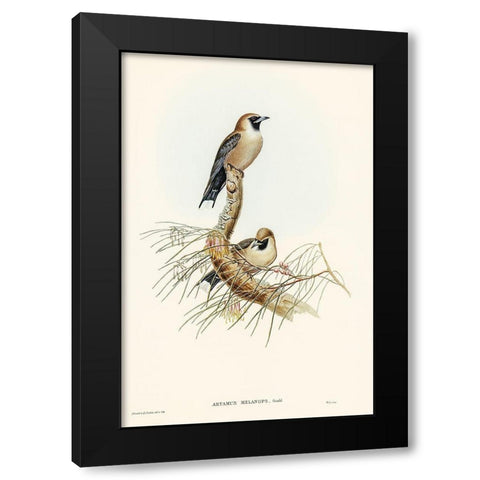 Black-faced Wood-Swallow-Artamus melanops Black Modern Wood Framed Art Print by Gould, John