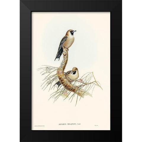 Black-faced Wood-Swallow-Artamus melanops Black Modern Wood Framed Art Print by Gould, John