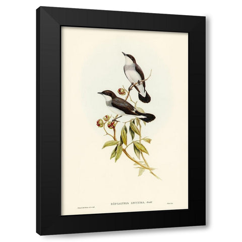 White-tailed Robin-Eopsaltria leucura Black Modern Wood Framed Art Print by Gould, John