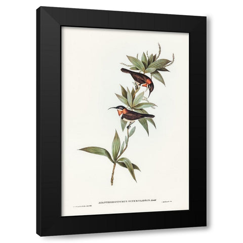 White-eyebrowed Spine-bill-Acanthorhynchus superciliosus Black Modern Wood Framed Art Print by Gould, John