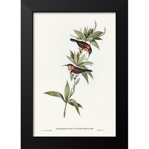 White-eyebrowed Spine-bill-Acanthorhynchus superciliosus Black Modern Wood Framed Art Print by Gould, John