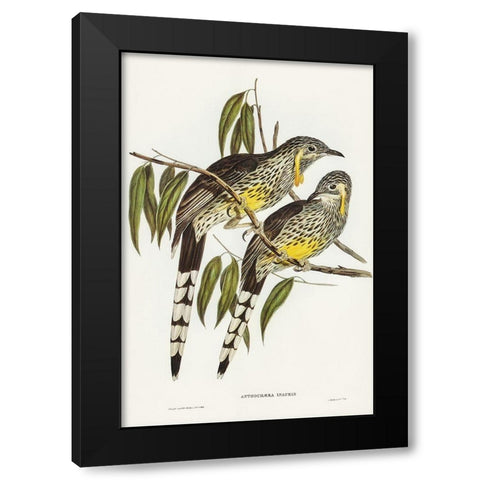 Great Wattled Honey-eater-Anthochaera inauris Black Modern Wood Framed Art Print by Gould, John
