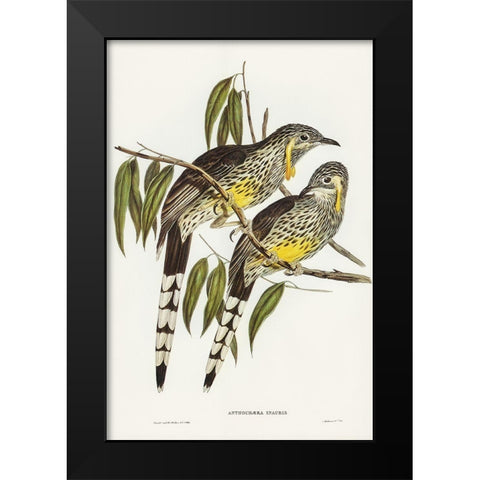 Great Wattled Honey-eater-Anthochaera inauris Black Modern Wood Framed Art Print by Gould, John