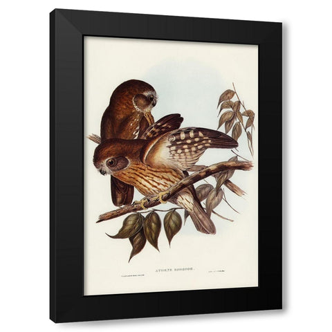 Boobook Owl-Athene boobook Black Modern Wood Framed Art Print by Gould, John