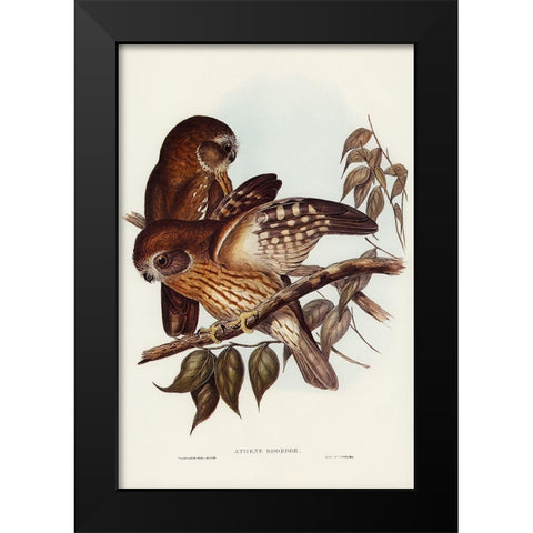 Boobook Owl-Athene boobook Black Modern Wood Framed Art Print by Gould, John
