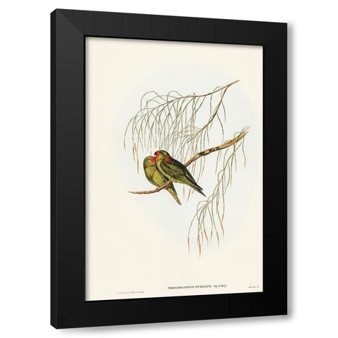 Little Lorikeet-Trichoglossus pusillus Black Modern Wood Framed Art Print with Double Matting by Gould, John