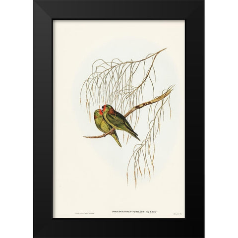 Little Lorikeet-Trichoglossus pusillus Black Modern Wood Framed Art Print by Gould, John