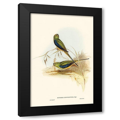 Blue-banded Grass-Parakeet-Euphema chrysostoma Black Modern Wood Framed Art Print by Gould, John