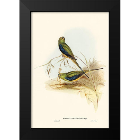 Blue-banded Grass-Parakeet-Euphema chrysostoma Black Modern Wood Framed Art Print by Gould, John