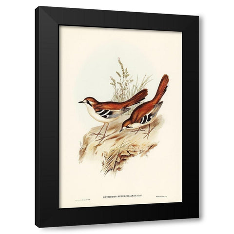 Eastern Scrub-Robin-Drymodes superciliaris Black Modern Wood Framed Art Print by Gould, John
