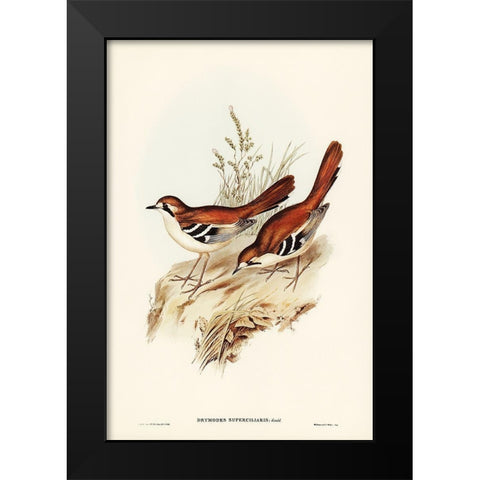 Eastern Scrub-Robin-Drymodes superciliaris Black Modern Wood Framed Art Print by Gould, John