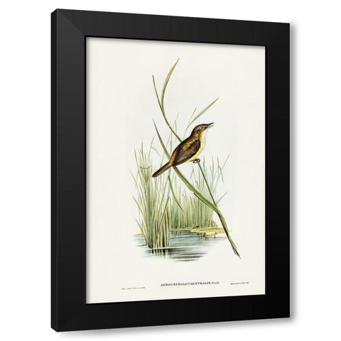 Reed Warbler-Acrocephalus Australis Black Modern Wood Framed Art Print by Gould, John