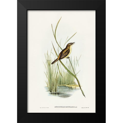 Reed Warbler-Acrocephalus Australis Black Modern Wood Framed Art Print by Gould, John