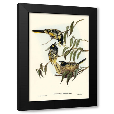 Warty-faced Honey-eater-Zanthomyza Phrygia Black Modern Wood Framed Art Print by Gould, John